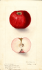 Apples, Black Apple (1904)