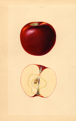 Apples, Blackjou (1933)