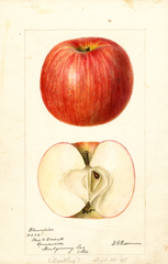 Apples, Bloomfield (1895)