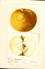 Apples, Clymans Russet (1897)