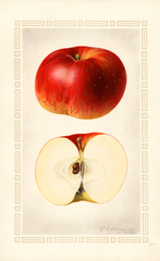 Apples, Bughorn (1924)