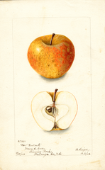 Apples, Bullock (1902)