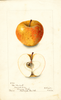 Apples, Bullock (1902)
