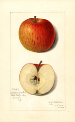 Apples, Cooper Market (1915)