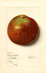 Apples, Coreless & Seedless (1914)