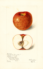 Apples, Clark Seedling (1898)