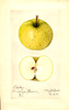 Apples, Clarke (1921)