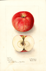 Apples, Clemons (1908)