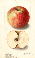 Apples, Brooke Striped (1906)