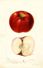 Apples, Buckingham (1895)