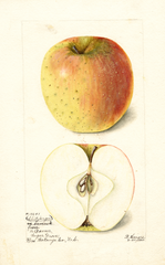 Apples, Spitzbergen Camack (1900)