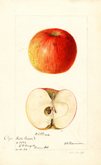 Apples, Catline (1894)