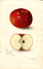 Apples, Cedar Hill Black (1910)