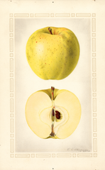 Apples, Celestia (1924)