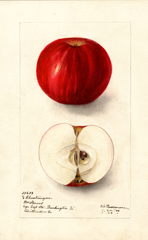 Apples, Chantangua (1906)