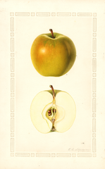 Apples, Cleopatra (1930)
