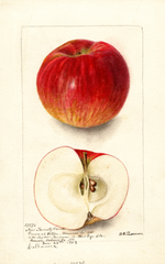 Apples, New Twenty Ounce (1903)