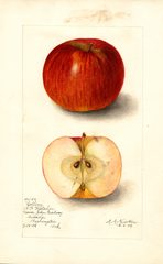 Apples, Collins (1905)