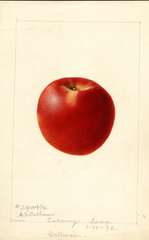 Apples, Collman (1892)