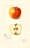 Apples, Colonial Pippin (1911)