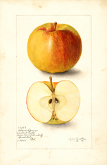 Apples, Colorado Orange (1905)