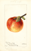 Apples, Dominie (1894)