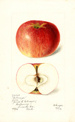 Apples, Billmeyer (1898)