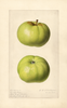 Apples, Early Ripe (1920)