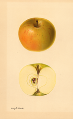 Apples, Lucinda (1931)