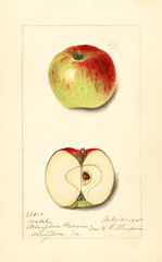 Apples, Mabel (1915)