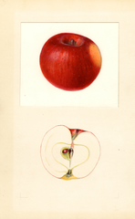 Apples, Macoun (1933)