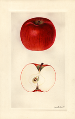 Apples, Cortland (1930)