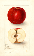 Apples, Cotter (1907)