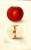 Apples, Cotter (1907)