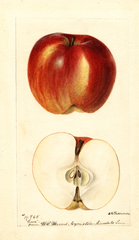 Apples, Cove (1895)