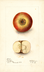 Apples, Coreless (1906)