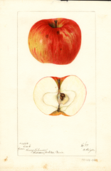 Apples, Creek (1897)