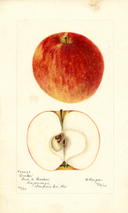 Apples, Crocker (1900)