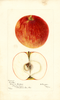Apples, Crocker (1900)