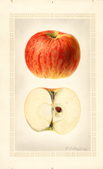 Apples, Cross (1924)