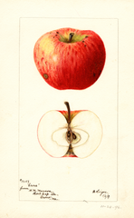 Apples, Cross (1897)