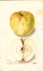 Apples, Crown (1904)