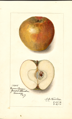 Apples, Crown Pippin (1912)