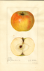 Apples, D. Eve (1921)