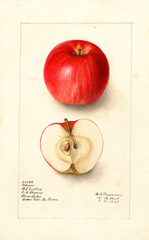 Apples, Delevan (1908)