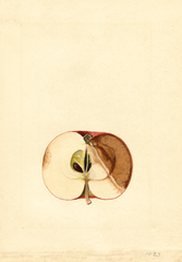 Apples, Deleware Red (1918)