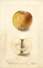 Apples, Falix (1902)