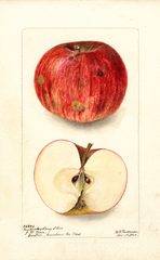 Apples, Kentucky Long Stem (1902)