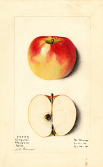 Apples, Linfield (1914)