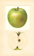 Apples, Granny Smith (1933)